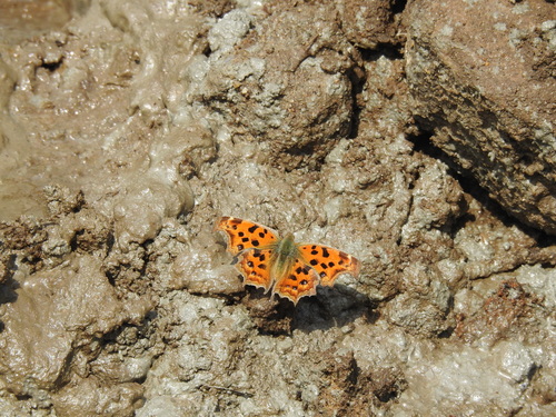 Asian Comma