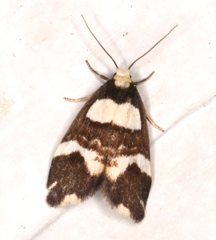 Thallarcha phalarota