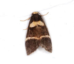 Thallarcha phalarota