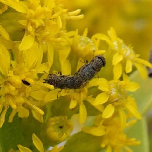 Unknown species found near Cape May, NJ, USA