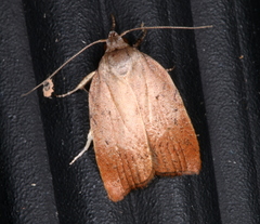 Tortricopsis semijunctella