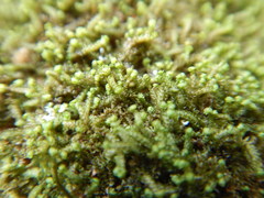 Anastrophyllum michauxii