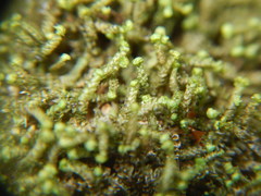 Anastrophyllum michauxii