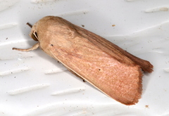 Leucania abdominalis