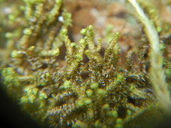 Anastrophyllum michauxii