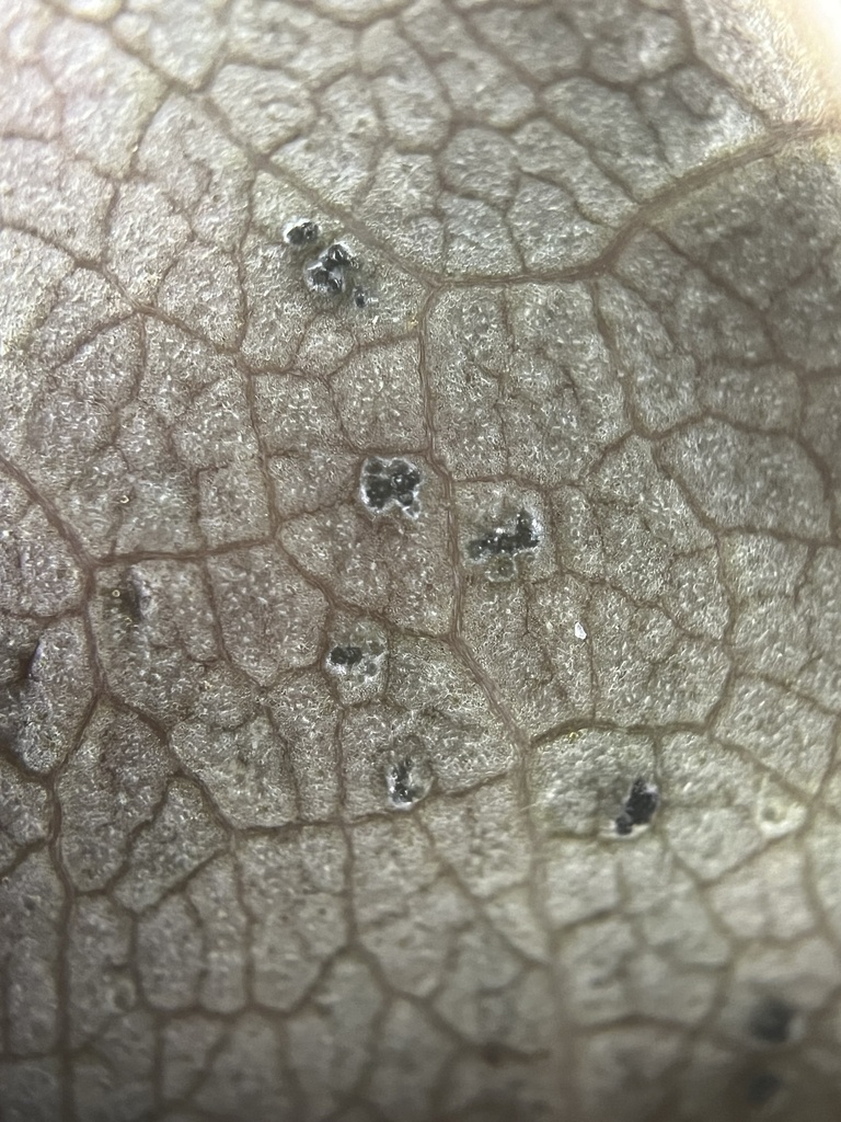 Phyllosticta fraxinicola
