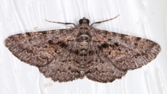 Boarmia suasaria