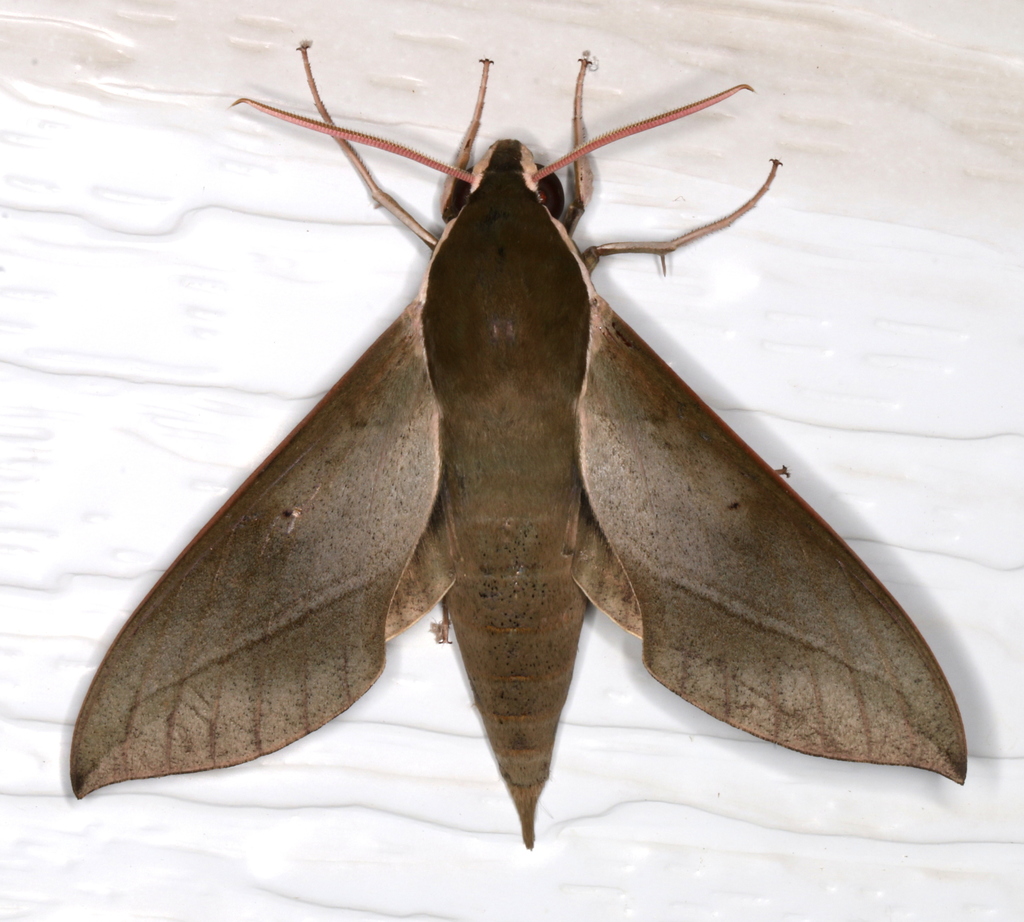 Theretra indistincta
