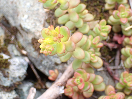 Pacific stonecrop (Sedum divergens)
