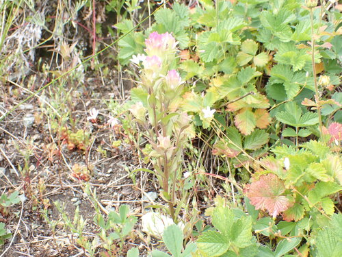 mountain owl's clover (Orthocarpus imbricatus)