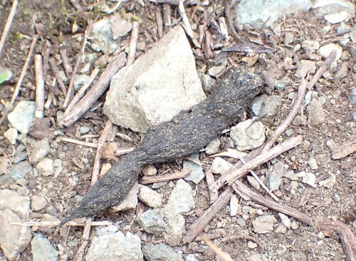 Vancouver Island Marmot