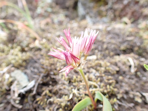 Olympic Onion (Allium crenulatum)