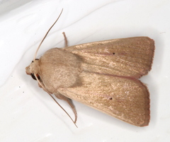 Leucania abdominalis