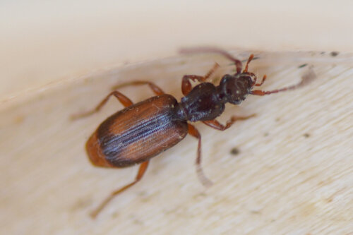Polistichus