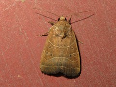 Elaphria hyposcota