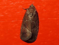 Elaphria deltoides