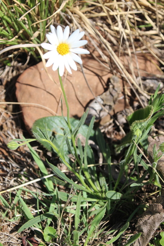 Longstem Rain Daisy (Dimorphotheca caulescens)