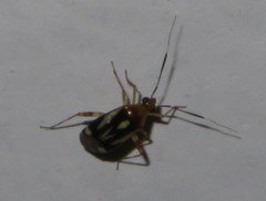 Horciasinus neotropicalis