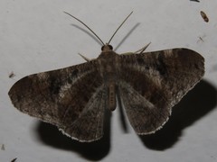 Hedylidae