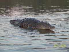 Crocodylus acutus