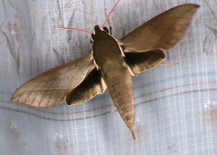 Theretra indistincta