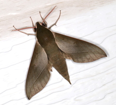 Theretra indistincta