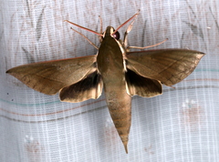 Theretra indistincta