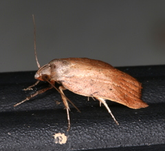 Tortricopsis semijunctella