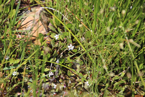Large Mudwort (Limosella major)