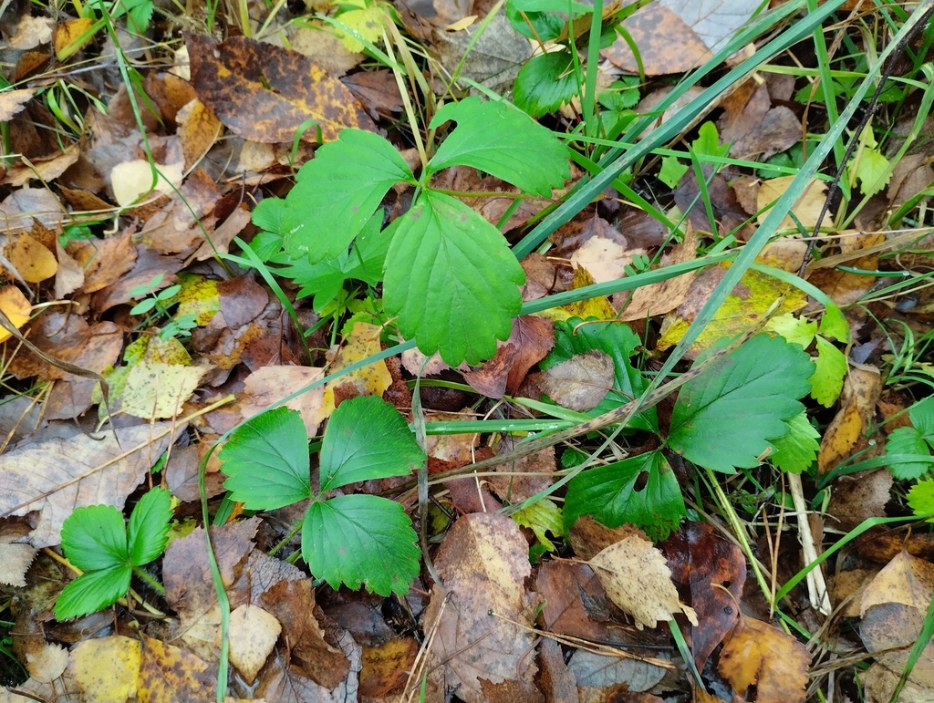 Fragaria × ananassa