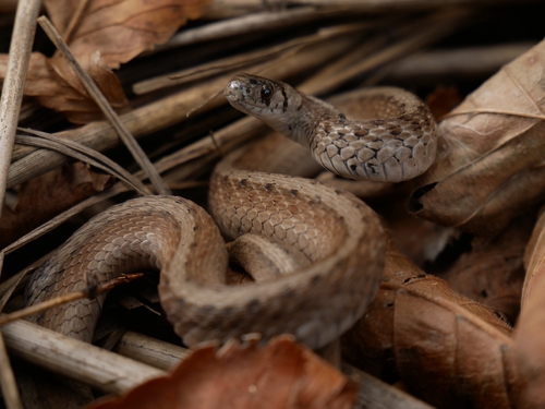 Brown Snake