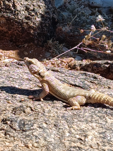 Karoo Girdled Lizard