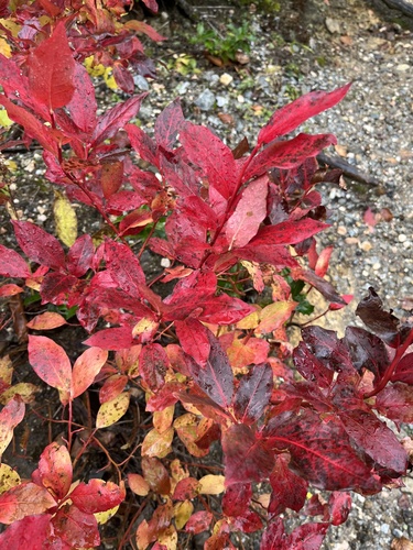 Caucasian Whortleberry (Vaccinium arctostaphylos)