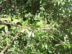 Plagianthus