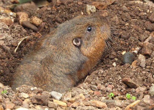 iNaturalist observation photo of Botta's Pocket Gopher