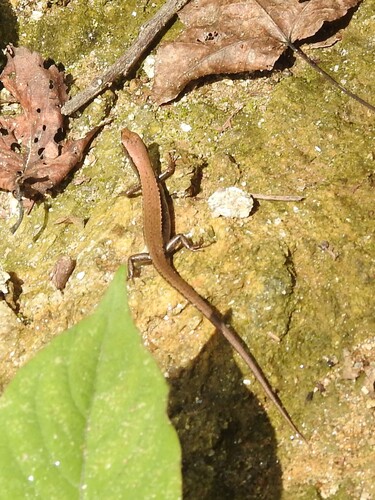 Modest Ground Skink