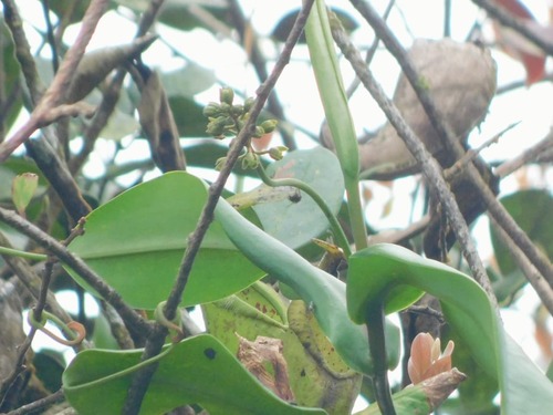 Nepenthes spathulata