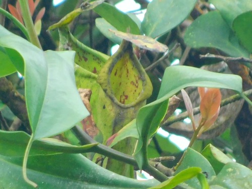 Nepenthes spathulata