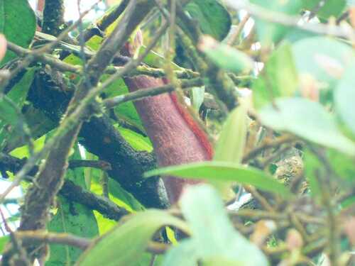 Nepenthes spathulata