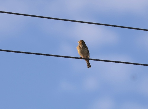 Corn Bunting