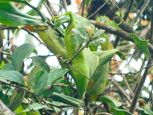 Nepenthes spathulata