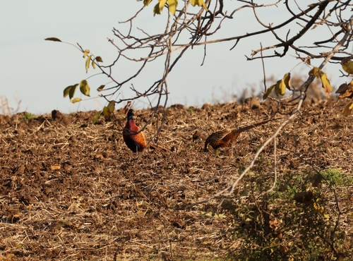 Ring-necked Pheasant