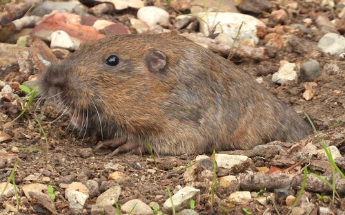iNaturalist observation photo of Botta's Pocket Gopher