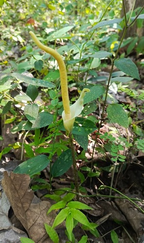Amorphophallus variabilis (Amorphophallus variabilis)