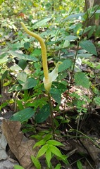 Amorphophallus variabilis