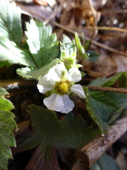 Fragaria vesca bracteata