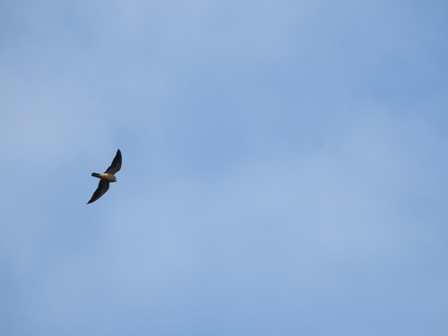 Amur Falcon