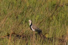 Vanellus crassirostris