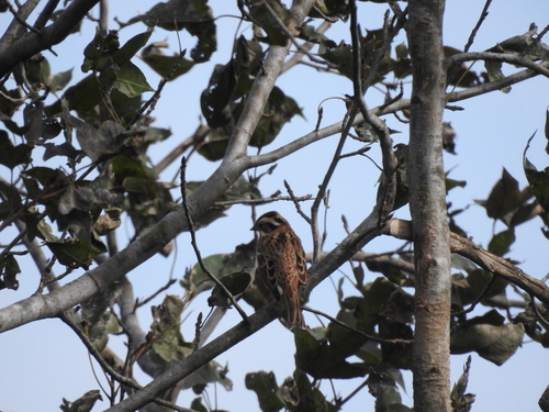 Rustic Bunting