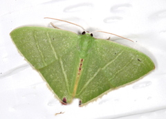 Urolitha bipunctifera